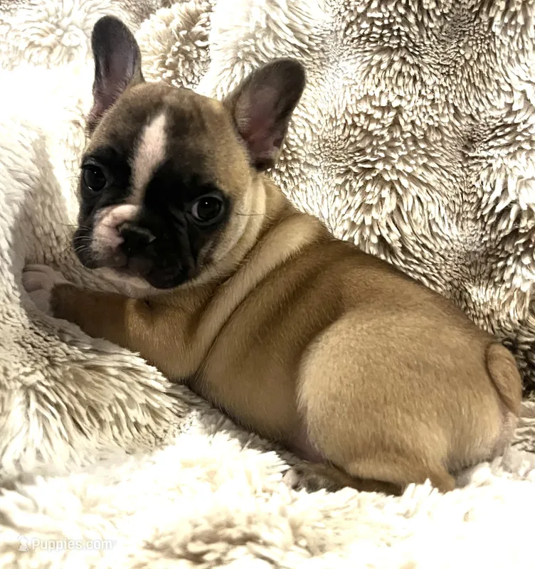Victor – French Bulldog puppy for sale in Bolivar, MO