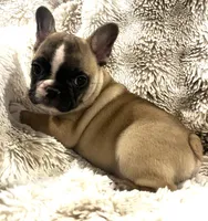 Victor, a male French Bulldog for sale in Bolivar, MO – 1 of 10