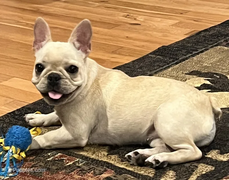 Cream female , a female French Bulldog for sale in Bolivar, MO – 1 of 10