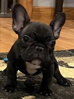 Fifi, a female French Bulldog for sale in Bolivar, MO – 7 of 10
