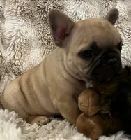 Vlane, a male French Bulldog for sale in Bolivar, MO – 6 of 10
