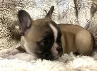 Victor, a male French Bulldog for sale in Bolivar, MO – 10 of 10