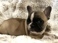 Victor, a male French Bulldog for sale in Bolivar, MO – 4 of 10