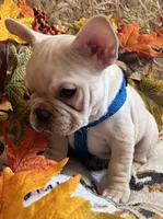 Declan , a male French Bulldog for sale in Bolivar, MO – 8 of 10
