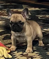 Valentino , a male French Bulldog for sale in Bolivar, MO – 4 of 10