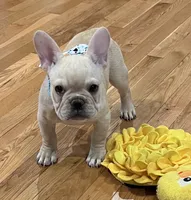 Declan , a male French Bulldog for sale in Bolivar, MO – 2 of 10