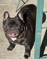 Velvet , a female French Bulldog for sale in Bolivar, MO – Photo 1 of 2