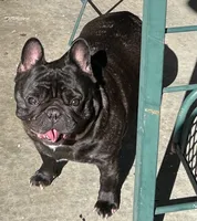 Velvet , a female French Bulldog for sale in Bolivar, MO – Photo 2 of 2