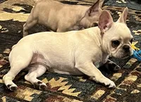 Cream female , a female French Bulldog for sale in Bolivar, MO – 9 of 10