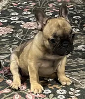 Fawn girl , a female French Bulldog for sale in Bolivar, MO – 10 of 10