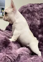 Kitty , a female French Bulldog for sale in Bolivar, MO – Photo 7 of 9