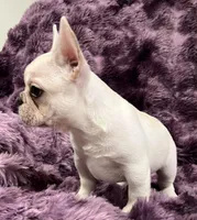 Kitty , a female French Bulldog for sale in Bolivar, MO – Photo 5 of 9