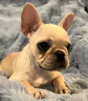 Trinket , a female French Bulldog for sale in Bolivar, MO – Photo 5 of 8