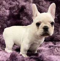 Kitty , a female French Bulldog for sale in Bolivar, MO – Photo 3 of 9