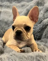 Trinket , a female French Bulldog for sale in Bolivar, MO – Photo 4 of 8