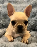 Trinket , a female French Bulldog for sale in Bolivar, MO – Photo 3 of 8