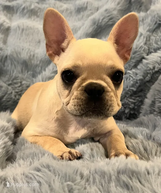 Trinket  – French Bulldog puppy for sale in Bolivar, MO