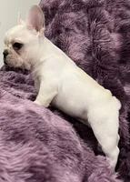 Kitty , a female French Bulldog for sale in Bolivar, MO – Photo 9 of 9