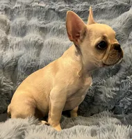 Trinket , a female French Bulldog for sale in Bolivar, MO – Photo 7 of 8