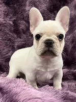 Kitty , a female French Bulldog for sale in Bolivar, MO – Photo 2 of 9