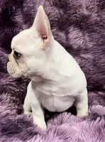 Kitty , a female French Bulldog for sale in Bolivar, MO – Photo 4 of 9