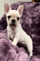 Kitty , a female French Bulldog for sale in Bolivar, MO – Photo 6 of 9