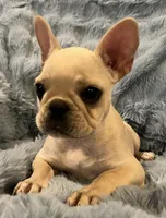 Trinket , a female French Bulldog for sale in Bolivar, MO – Photo 6 of 8