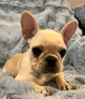 Trinket , a female French Bulldog for sale in Bolivar, MO – Photo 8 of 8