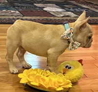 Declan , a male French Bulldog for sale in Bolivar, MO – 8 of 10