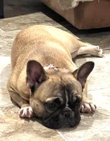 Snickers , a female French Bulldog for sale in Bolivar, MO – Photo 5 of 8