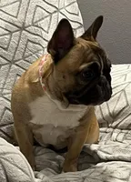 Snickers , a female French Bulldog for sale in Bolivar, MO – Photo 4 of 8