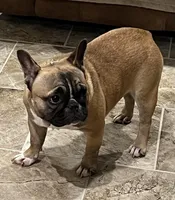 Snickers , a female French Bulldog for sale in Bolivar, MO – Photo 2 of 8