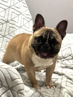 Snickers , a female French Bulldog for sale in Bolivar, MO – Photo 7 of 8