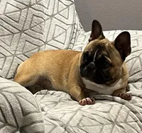 Snickers , a female French Bulldog for sale in Bolivar, MO – Photo 1 of 8