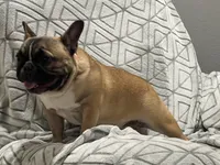 Snickers , a female French Bulldog for sale in Bolivar, MO – Photo 8 of 8