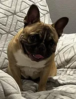 Snickers , a female French Bulldog for sale in Bolivar, MO – Photo 3 of 8