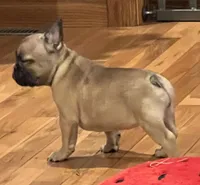 Fawn girl , a female French Bulldog for sale in Bolivar, MO – 6 of 10