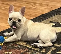 Cream female , a female French Bulldog for sale in Bolivar, MO – 8 of 10