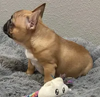 Loki , a male French Bulldog for sale in Bolivar, MO – 8 of 8