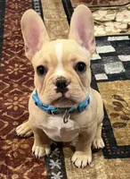 Dorian , a male French Bulldog for sale in Bolivar, MO – 3 of 10