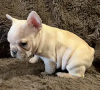 Declan, a male French Bulldog for sale in Bolivar, MO – 6 of 10