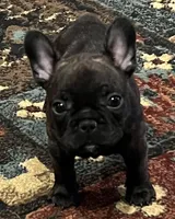 Darci, a female French Bulldog for sale in Bolivar, MO – 2 of 10