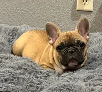 Loki , a male French Bulldog for sale in Bolivar, MO – 7 of 8
