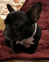Fifi , a female French Bulldog for sale in Bolivar, MO – 5 of 10