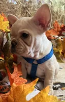Declan , a male French Bulldog for sale in Bolivar, MO – 2 of 10