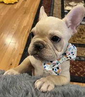 Declan , a male French Bulldog for sale in Bolivar, MO – 10 of 10