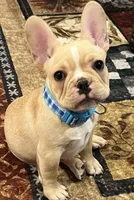 Dorian , a male French Bulldog for sale in Bolivar, MO – 7 of 10