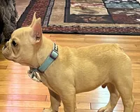 Declan , a male French Bulldog for sale in Bolivar, MO – 3 of 10