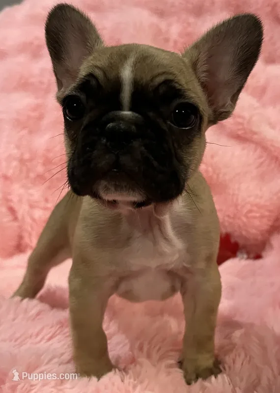 Akc Mimi  – French Bulldog puppy for sale in Bolivar, MO