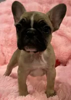 Akc Mimi , a female French Bulldog for sale in Bolivar, MO – 1 of 9
